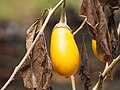 Matured yellow eggplant