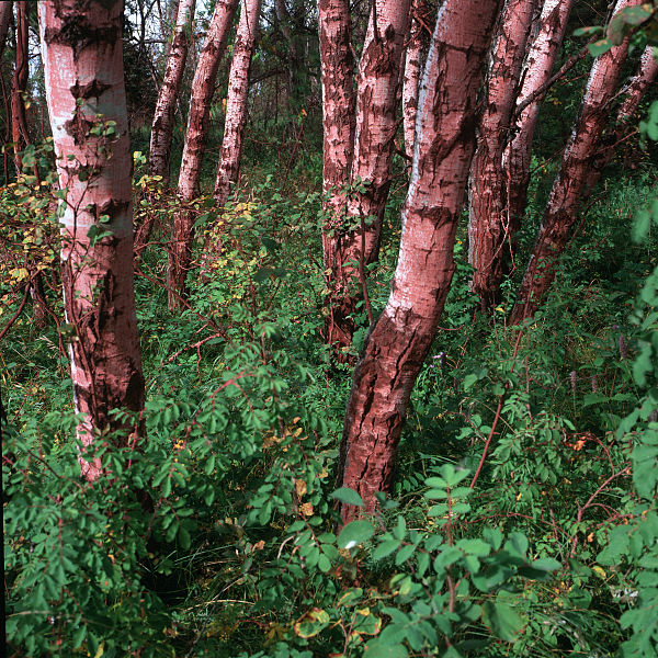 File:Understory vegetation.jpg