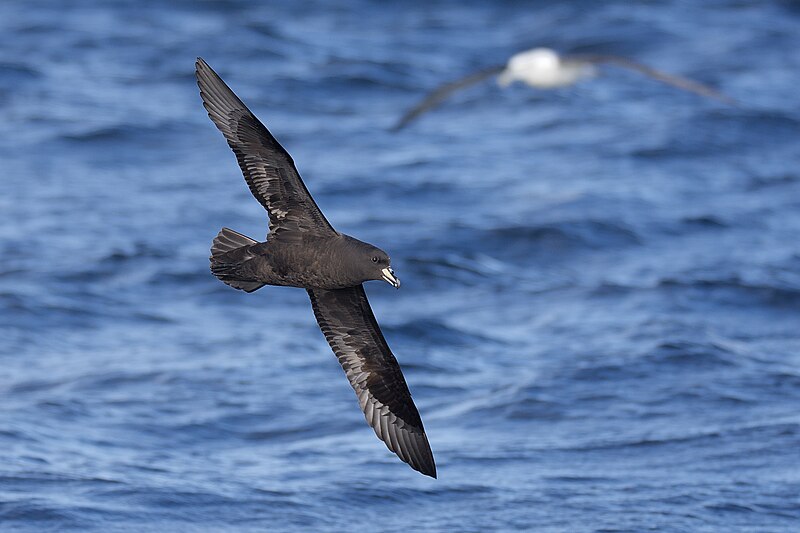 File:Westland Petrel in flight2.jpg