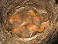 Amsel 3 Tage alt     blackbird 3 days old