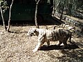 A White Tiger at Bannerghata Zoo