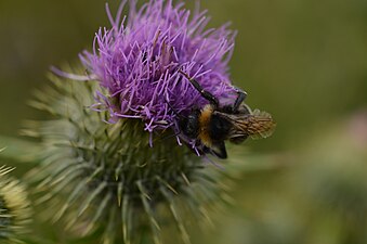 A bombus on cheirolophus