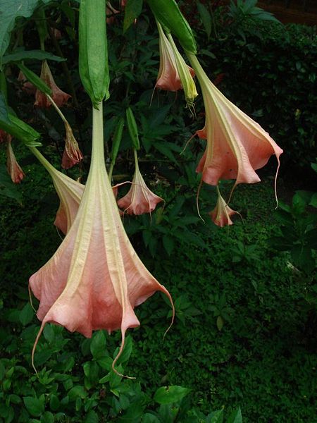 Archivo:Brugmansia insignis Ecuador.jpg