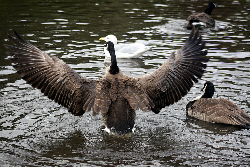 File:Canada goose from behind.jpg