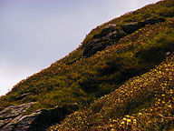 Flowering In Chandrashila Peak