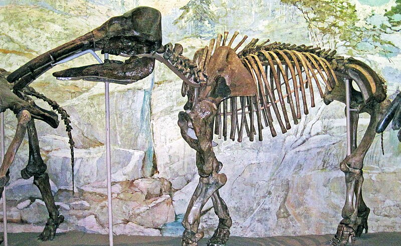 Archivo:Eubelodon morrilli.jpg