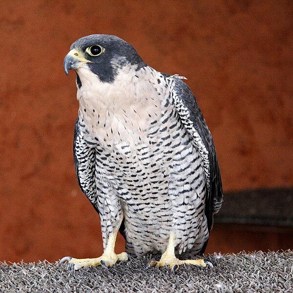 File:Falco peregrinus, captive, injured.jpg