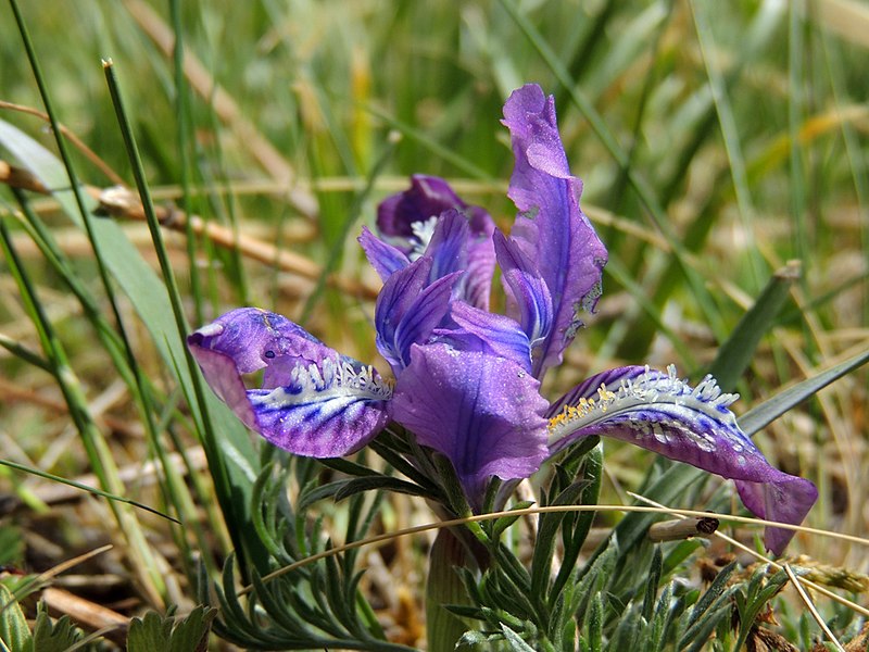 File:Iris tigridia.JPG