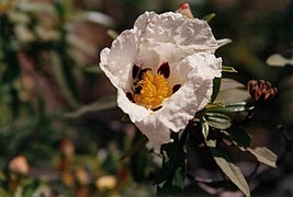 Jara en flor en Monfragüe.