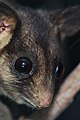   Endangered   Leadbeater's Possum (Gymnobelideus leadbeateri)