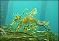 Sea dragons camouflaged to look like floating seaweed live in kelp forests and seagrass meadows.[397]