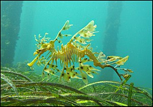 Sea dragons camouflaged to look like floating seaweed live in kelp forests and seagrass meadows[382]