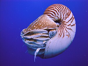 The nautilus is a living fossil little changed since it evolved 500 million years ago as one of the first cephalopods.[267][268][269]