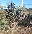 Sabal minor often start showing a trunk once they get very old. This example is around 100 years old. Frisco NC