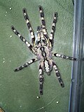 Miniatura para Poecilotheria regalis