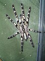 Poecilotheria regalis