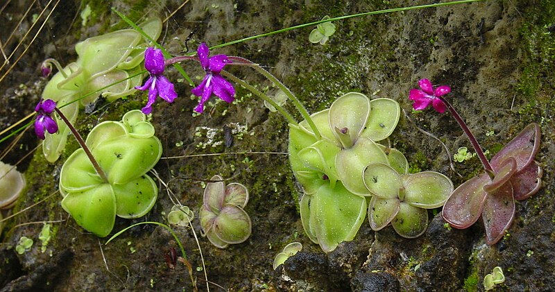 File:Pinguicula moranensis variation.jpg