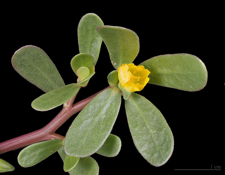 File:Portulaca oleracea MHNT.jpg