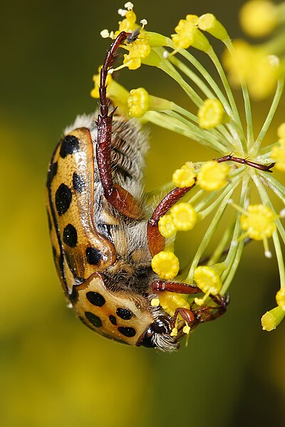 File:Punctate flower chafer.jpg