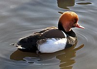 Red-crested Pochard