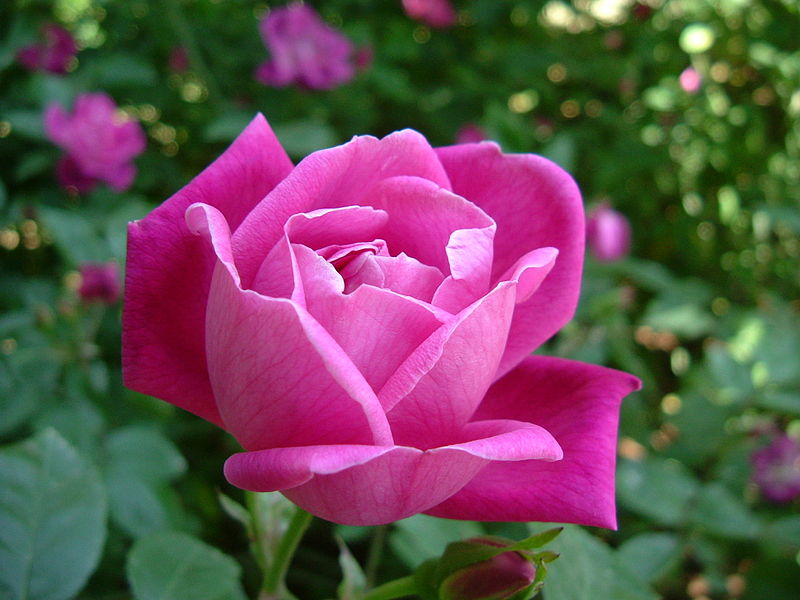 File:Rosa chinensis.jpg