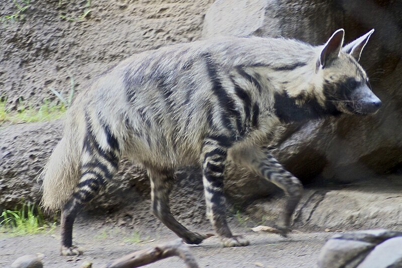 File:Striped Hyena 5.jpg