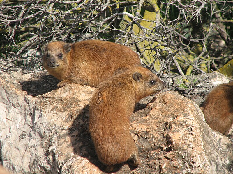 File:Twohyraxes.jpg