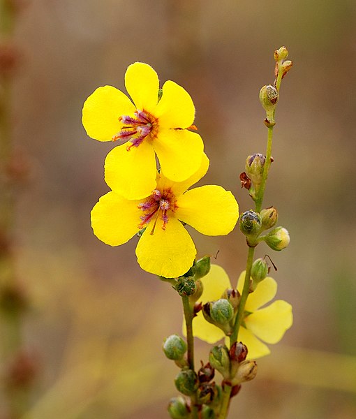 File:Verbascum sinuatum August 2007-1.jpg