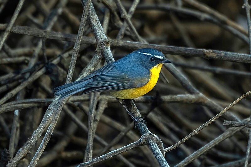 File:White-browed Bush-Robin cropped.jpg