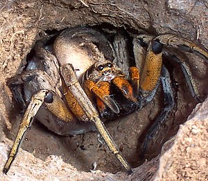 Wolf spider defending egg sack