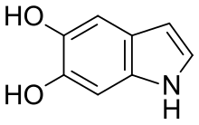 5,6-dihydroxyindole.svg