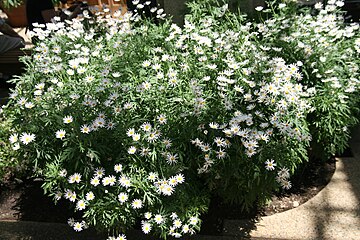 Garden marguerite 'Vera'