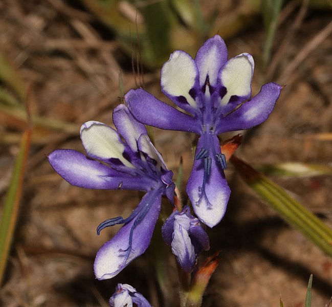 File:Babiana inclinata Dupreez 1.jpg