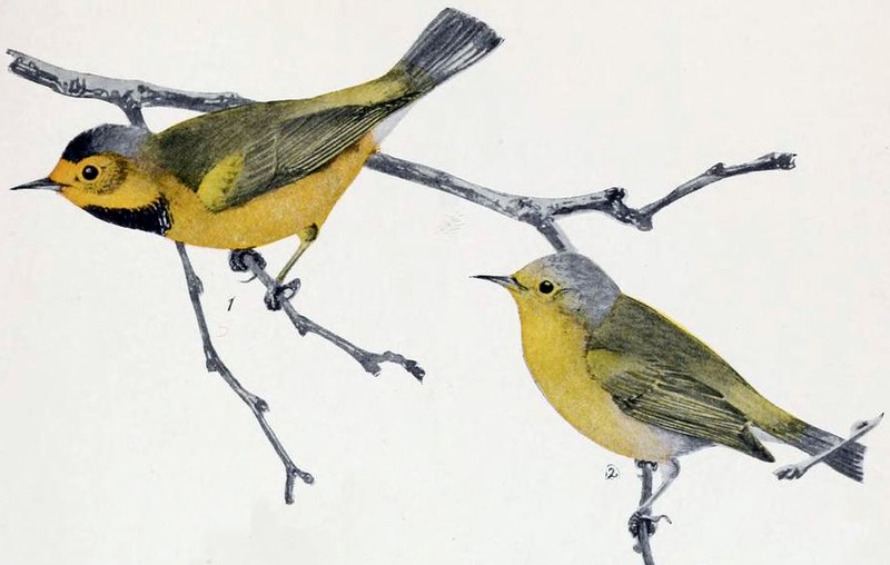 File:Bachman's Warbler.jpg