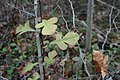 Hawthorn, Crataegus sp.