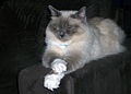 2 1/2 year old Birman Male, blue-point