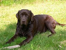 chocolate lab