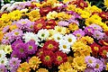 Chrysanthamums, mixed, part of a display at Hampton Court Flower Show.