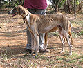 Mudhol Hound