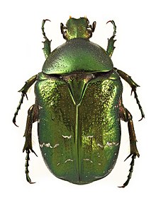 Cetonia aurata 12.jpg