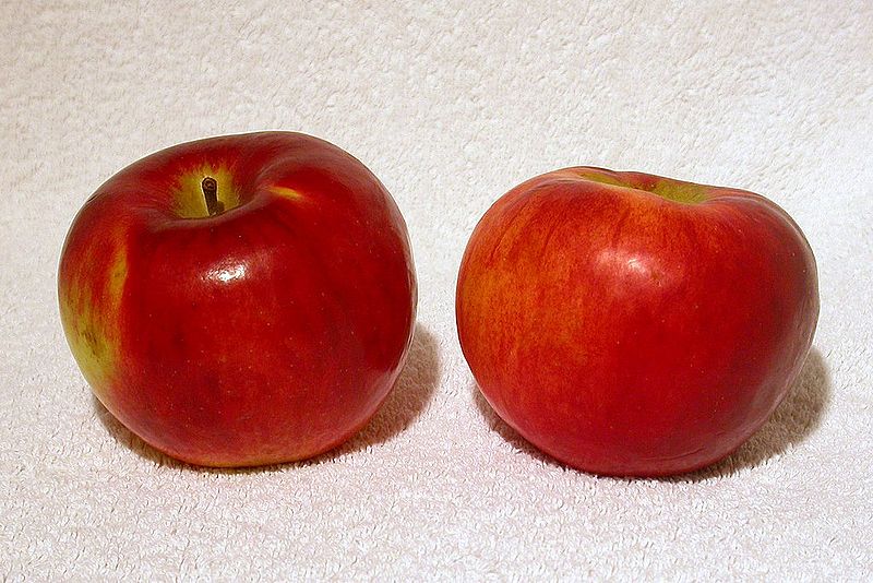 File:Cortland apples.jpg