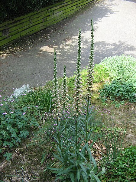 Файл:Digitalis ferruginea000.jpg