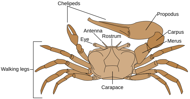 File:Fiddler crab anatomy-en.svg