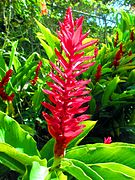 Flora en Caripe, estado Monagas.