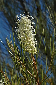 Grevillea pterosperma.jpg