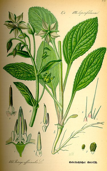 Файл:Illustration Borago officinalis0.jpg