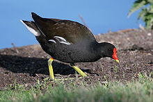 A common moorhen