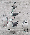 Adult in winter (definitive basic plumage)