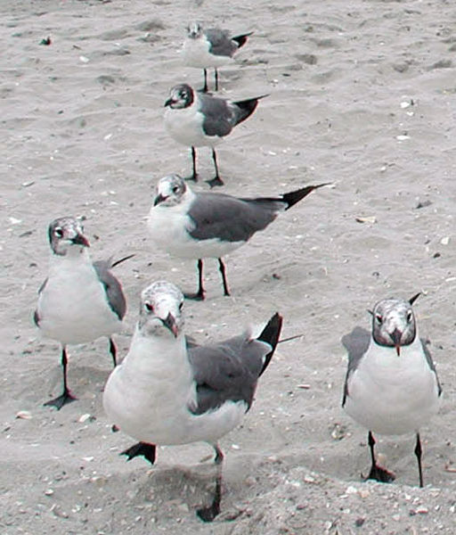 File:Laughing Gulls on sand.jpg