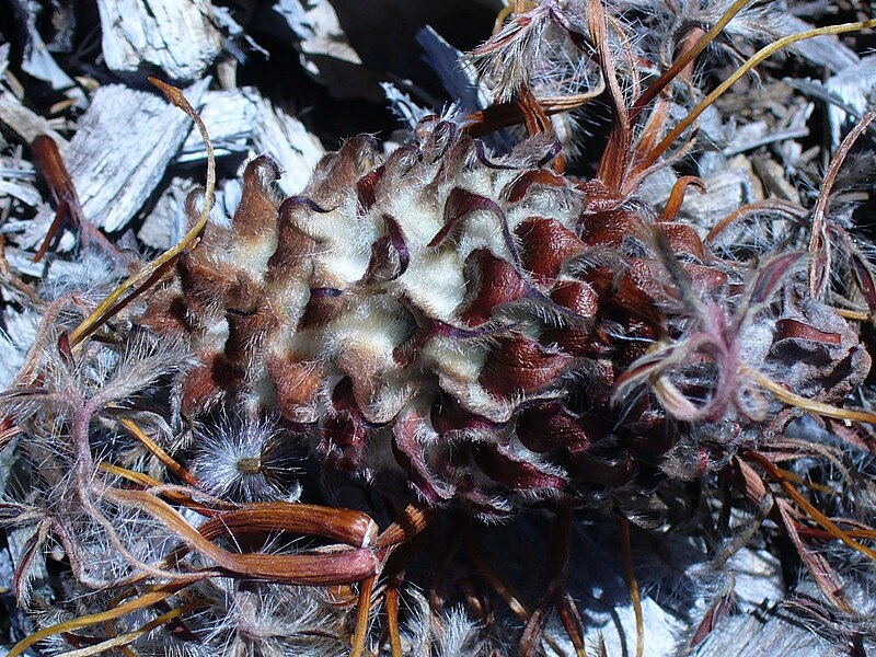 File:Leucospermum glabrum seedhead.JPG